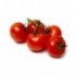 Tomate rama