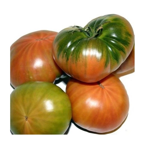 Tomate raf