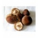 Setas Shiitake