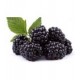 Moras