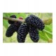 Moras